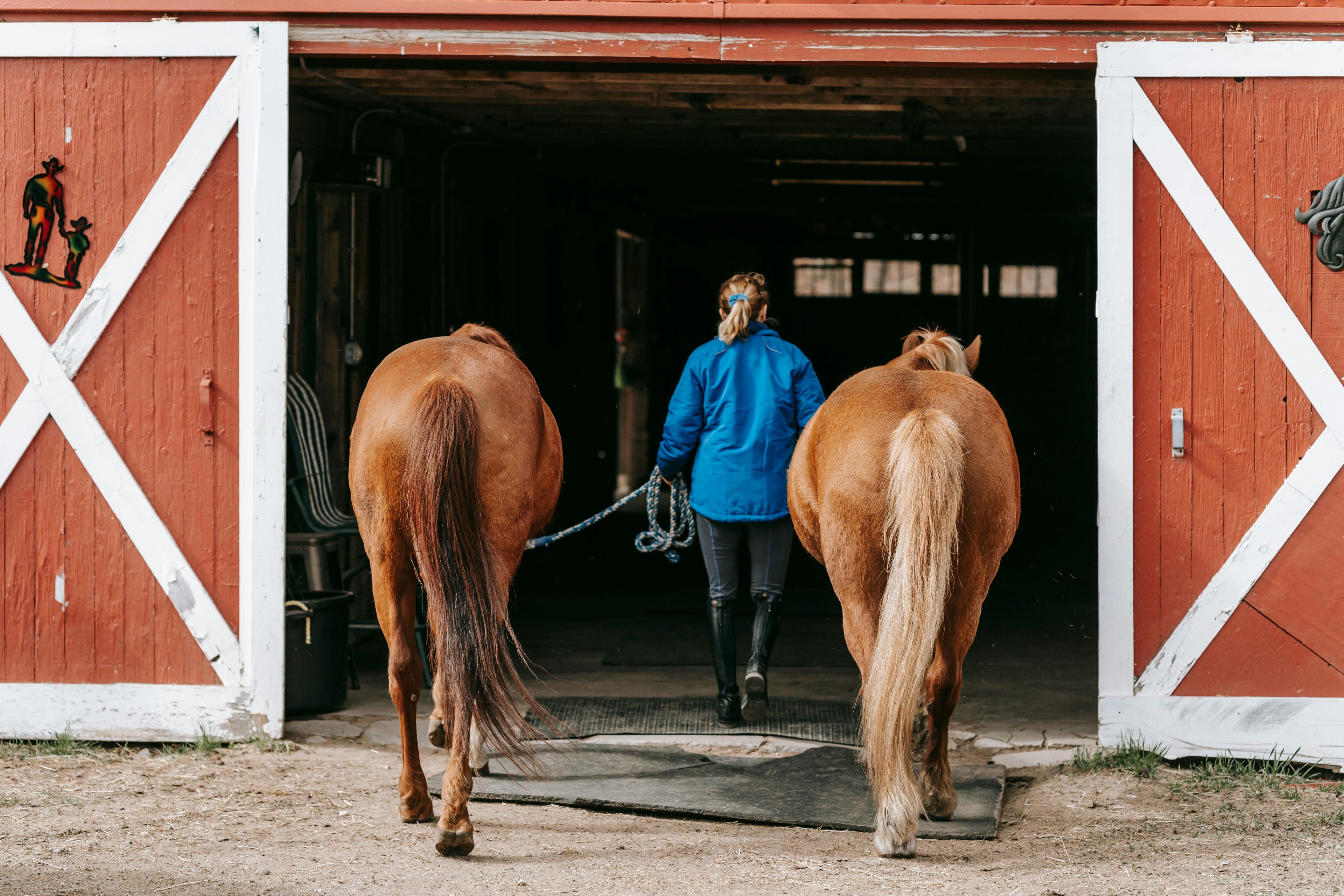 Woman walking two horses into barn