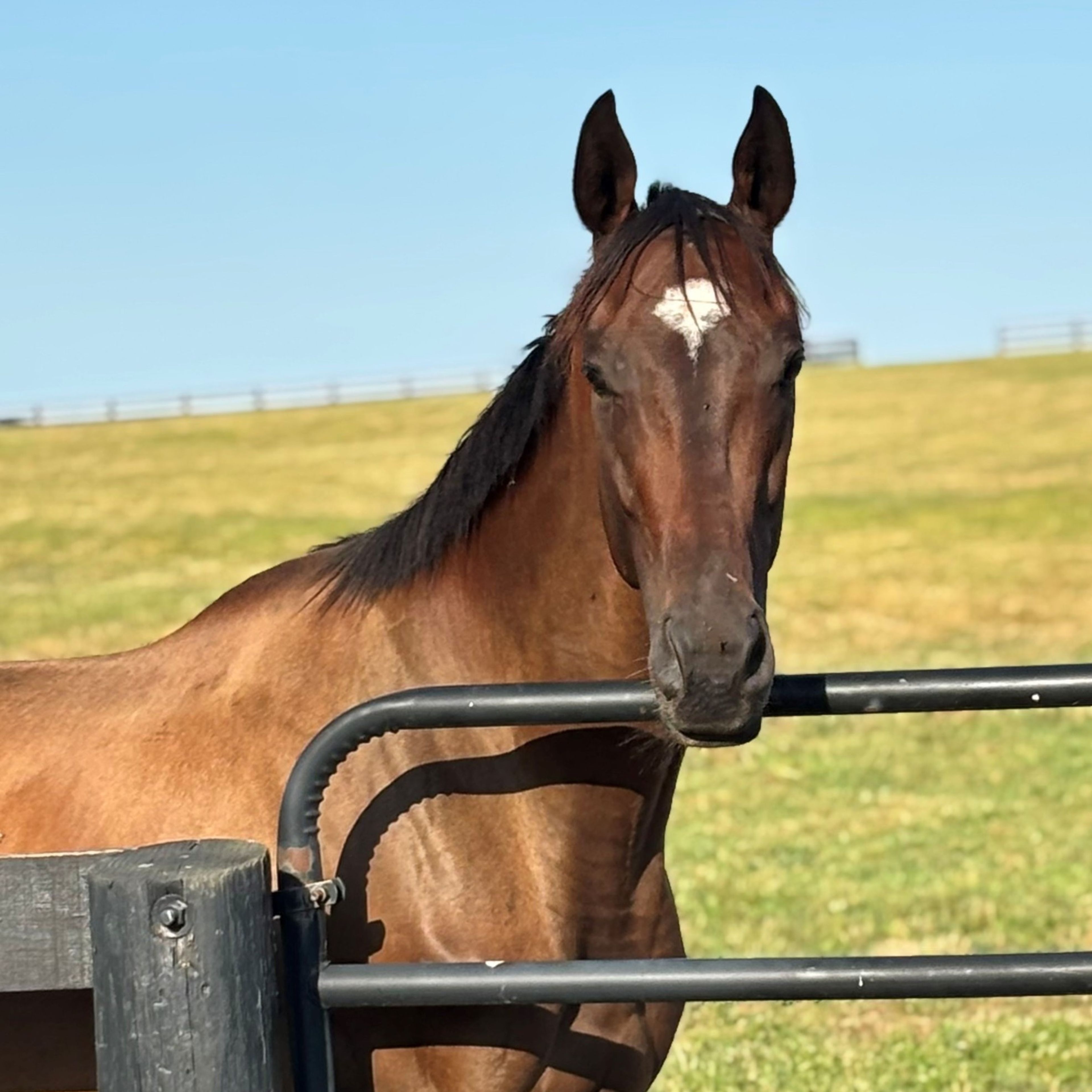 Horse standing at gate