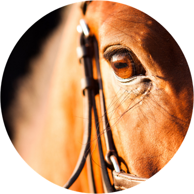close up of brown horse eye 