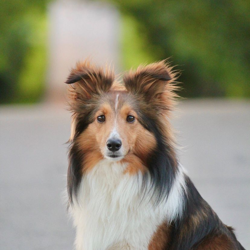 Brown and white dog