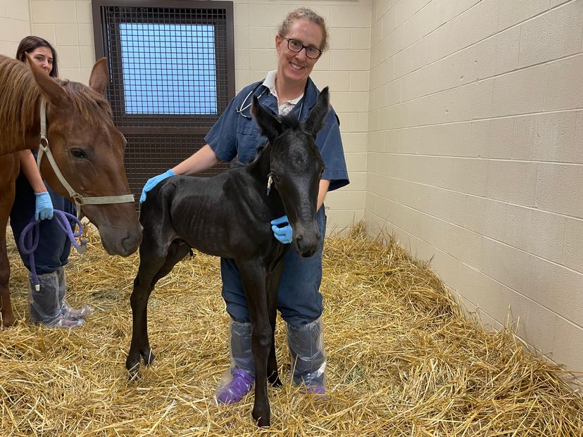 A woman standing next to a foal