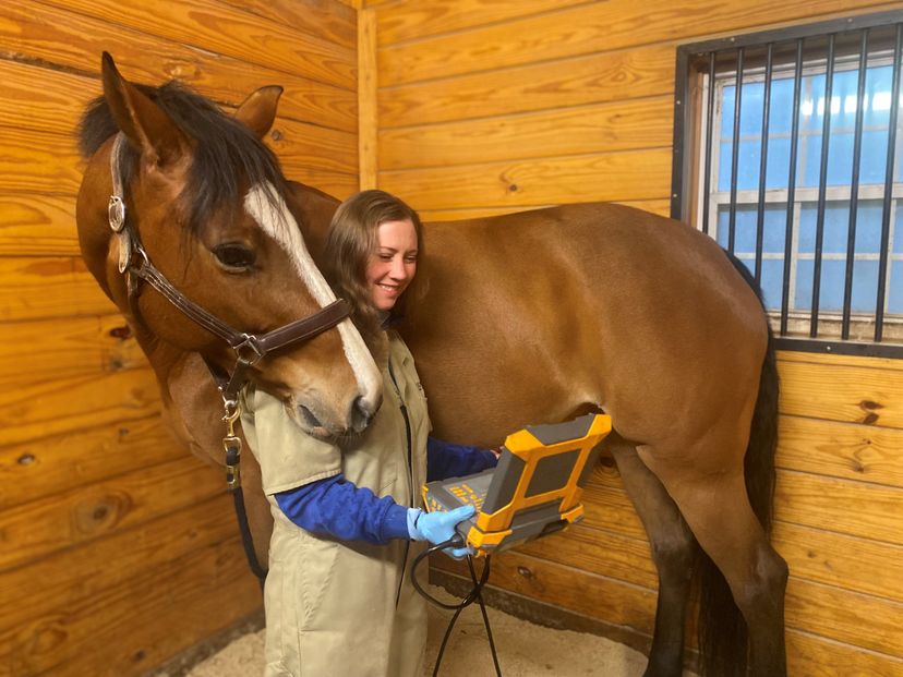 A woman giving a horse an ultrasound