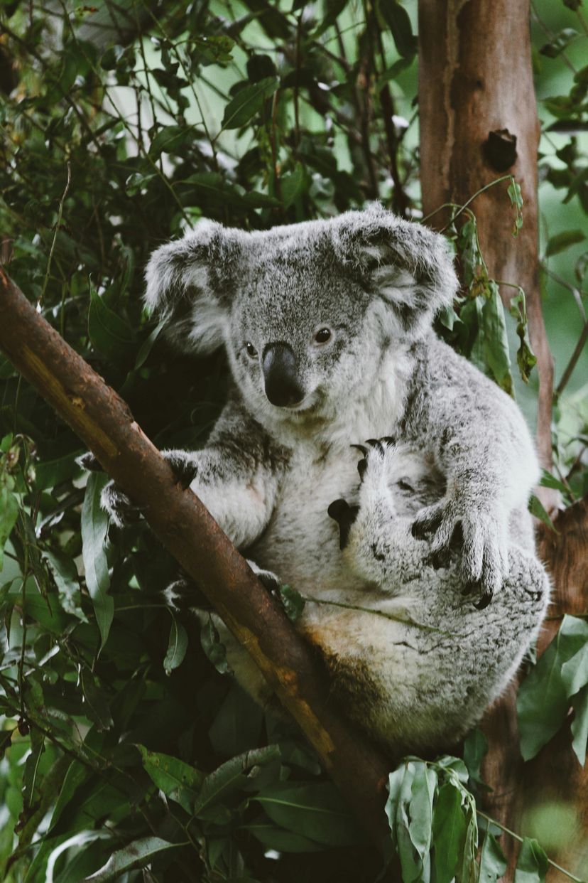 Koala in a tree