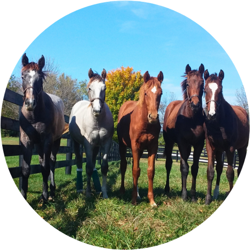 Foals in a field