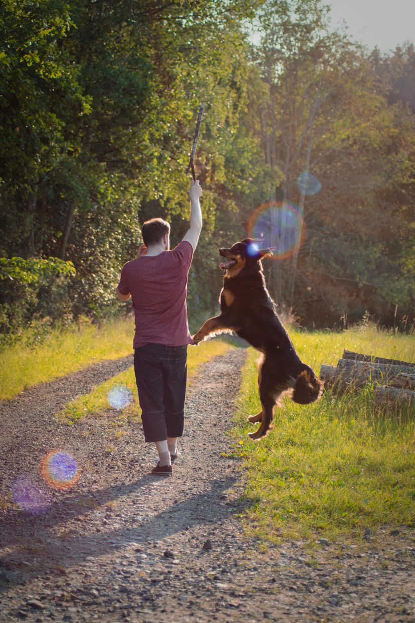 Man and dog walking down a trail, dog jumping in air 