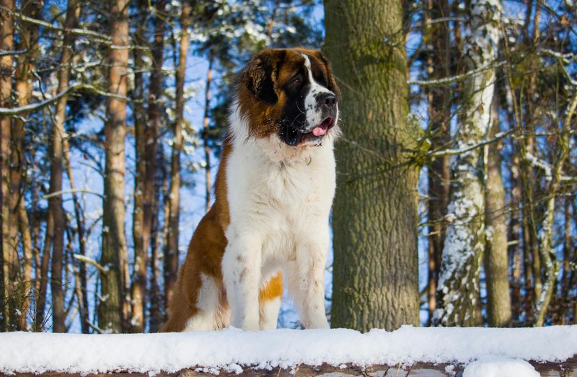 Saint Bernard  dog standing in snow