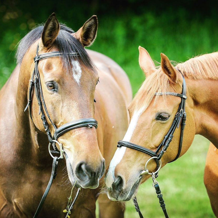 Two horses next to each other