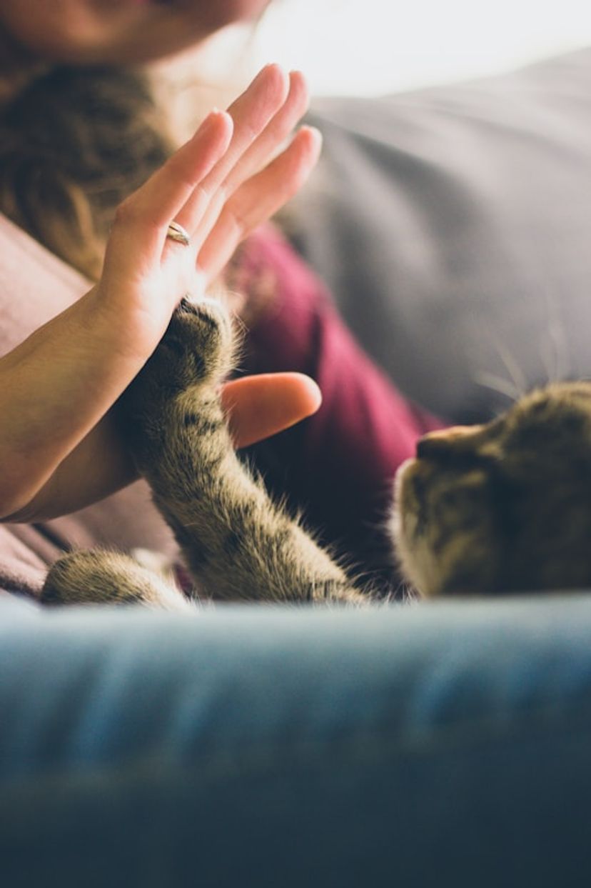 Woman's hand touching cat's paw