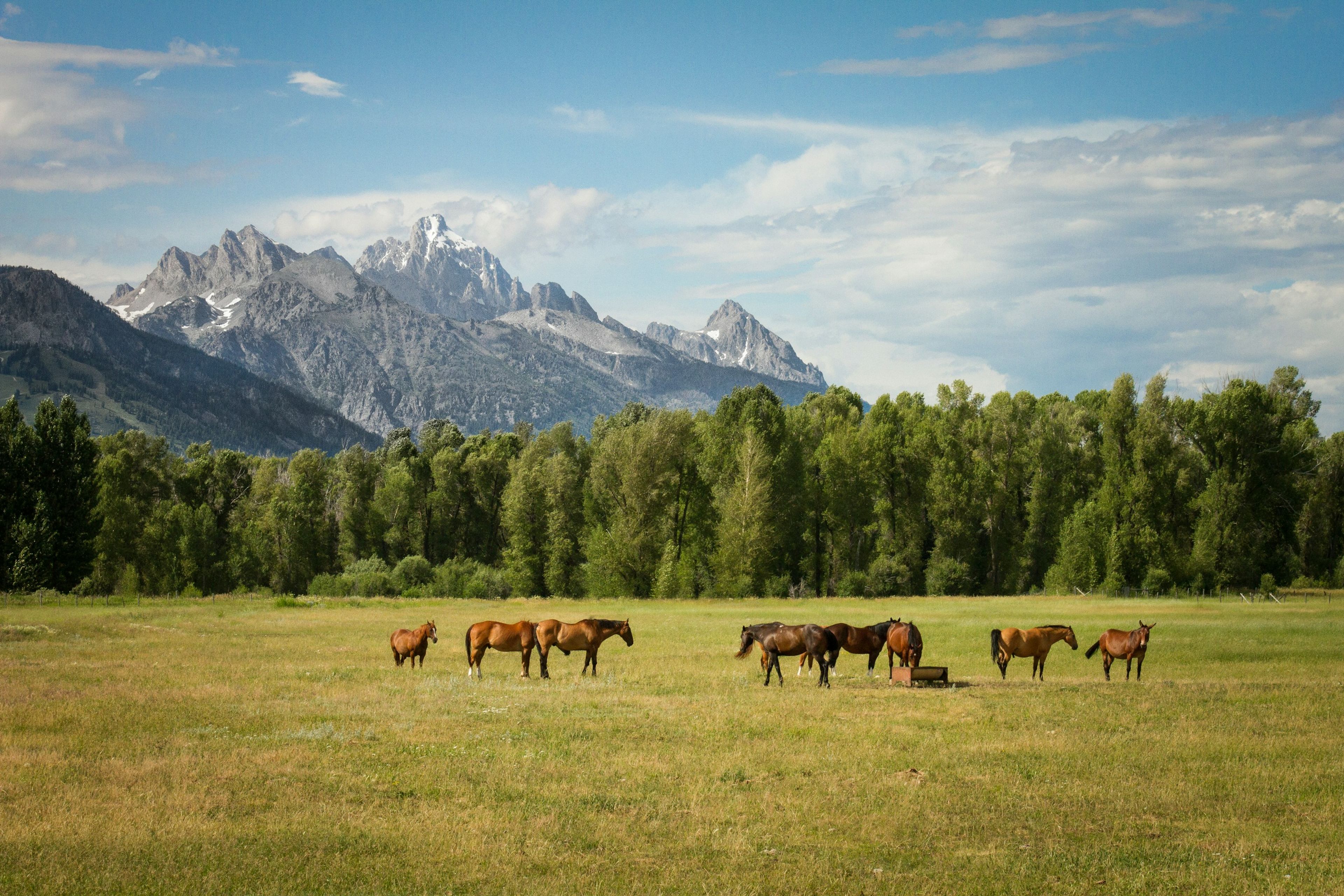 Horses in a field, mountains in the background test